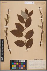 Foto von Salix caprea L.